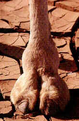 Camel toe   