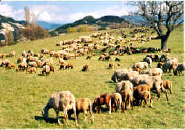 robion moutons