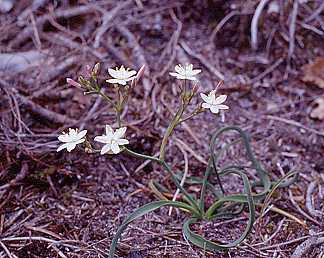 Simethis planifolia