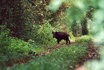 Sanglier  photo sur site